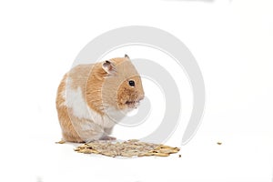 Fat hamster eating corn on white background