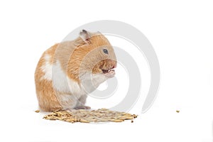 Fat hamster eating corn on white background