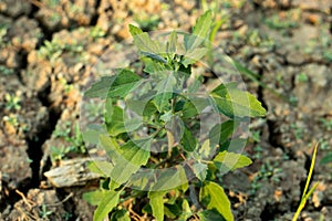 Fat-hen ppr Chenopodium album grass and vegitable in nature