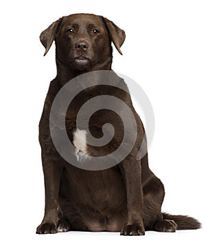 Fat Labrador Retriever, 7 years old, sitting