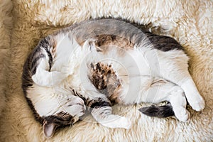 Fat lazy cat sleeping and dreaming of more food on a warm sheep