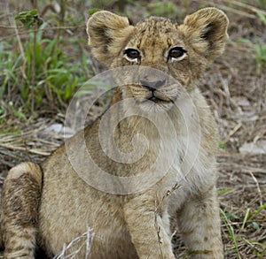 Fat Lion Cub