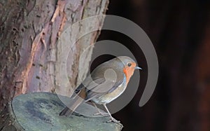 Fat little European robin bird standing on a tree stump in the woods with a blurred background