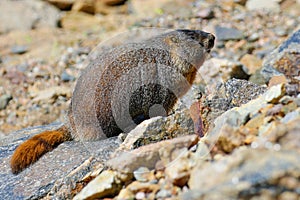 Fat Marmot