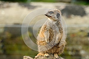 A fat meerkat