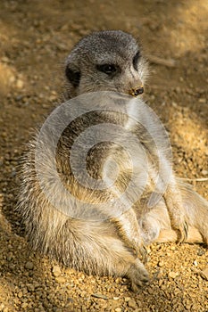 Fat meerkat relaxing like a person