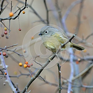 A fat migratory bird