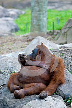 Fat Orang Utan photo