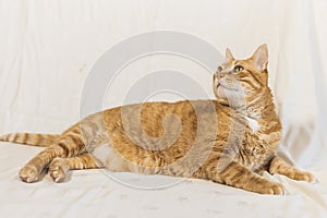 Fat orange cat on white background photo