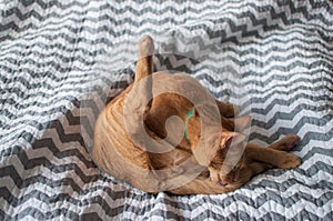 Fat orange tabby cat grooming in natural light