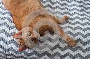 Fat orange tabby cat laying down in natural light