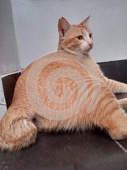 a fat orange white cat sitting leaning against the corner of the house