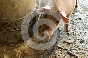 The fat pig is sleeping after eating a meal at the pig farm. Pig farm, closed system to prevent odors and germs photo