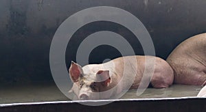 The fat pig is sleeping after eating a meal at the pig farm. Pig farm, closed system to prevent odors and germs photo
