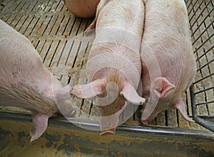 fat pigs and sows eat in livestock of the farm photo