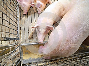 fat pigs and sows eat in livestock of the farm photo