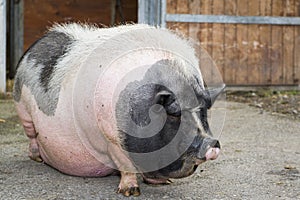 Fat pink and black pot-bellied pig