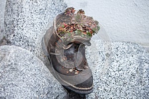A fat plant grows inside an old mountain boot