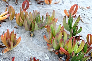 Fat plants on the beach of Sperlonga in Italy