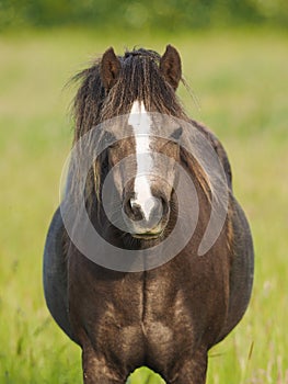 Fat Pony photo