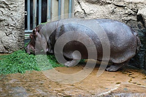 Fat porky hippopotamus eating some greens in its enclosure in the zoo . Hippo in profile . Hippopotamus amphibius .