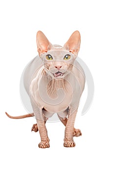 Fat predator Sphynx hairless cat posing on a white background