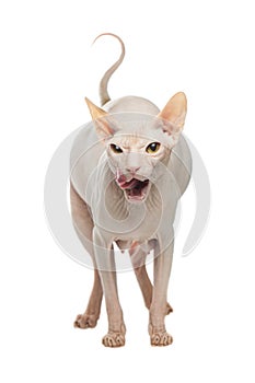 Fat pregnant Sphynx hairless cat licked on a white background