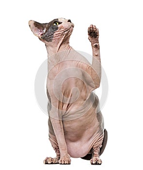 Fat and pregnant Sphynx pawing up