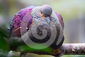 Fat puffed up crested quail-dove sitting on a branch