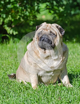 Fat pug dog