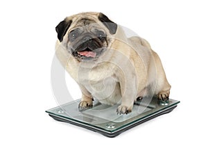 Fat Pug dog weighting on floor scales