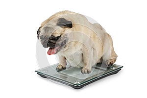 Fat Pug dog weighting on floor scales in a studio