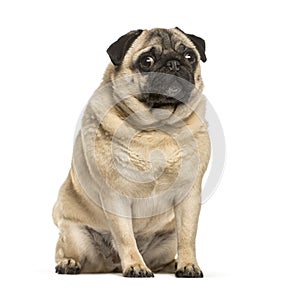 Fat pug sitting in front of white background