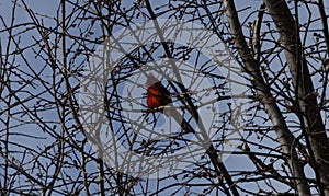 Fat Red Cardinal