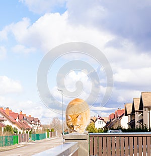 fat red cat is walking on the fencil in beautiful residential sector of row houses in sunny day with blue sky