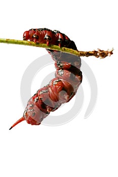 Fat Red Caterpillar - Climbing