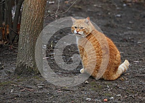 Fat red-haired cat is sitting on the ground near a tree