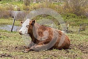 Fat red white faced herford cow lying in sunny spot in field with fence and mountain stream behind her - eyed closed enjoying the photo
