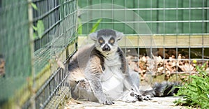 Fat ring tail lemur sits in the corner