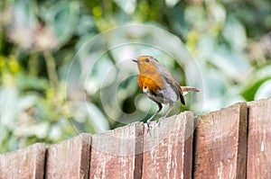 Fat Robin on fence .