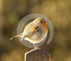Fat Robin on Gate Post