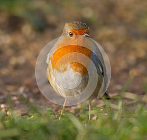 Fat Robin on grass floor