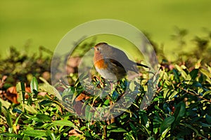 Fat robin in a hedgerow