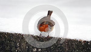 Fat robin redbreast bird standing on snow-covered brick with blurred background of snow