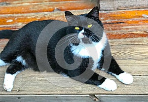 A fat sheriff`s cat rests in the sun