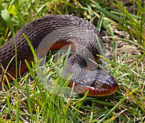 Fat snake in green grass