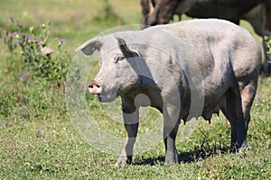 Fat sow on a flower pasture