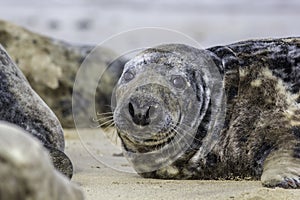 Fat spotty grey seal Halichoerus grypus on the beach