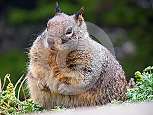 Fat squirrel