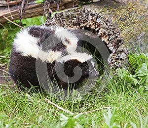 Fat striped skunk wildlife in den